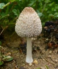 Coprinellus flocculosus image