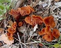 Laccaria laccata image