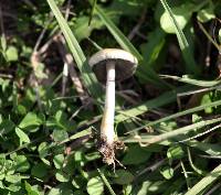 Psilocybe cubensis image