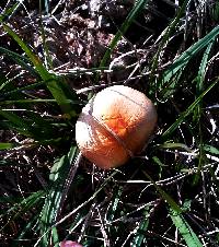 Psilocybe cubensis image