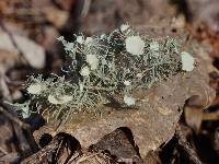 Usnea strigosa image