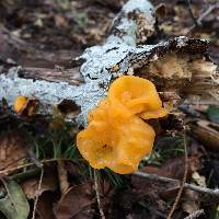 Tremella mesenterica image