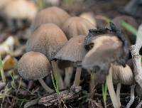 Coprinellus micaceus image