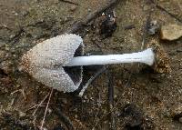 Coprinellus flocculosus image