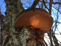 Phellinus rimosus image