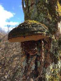 Phellinus rimosus image