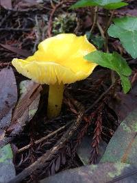 Hygrocybe chlorophana image