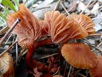 Laccaria laccata image