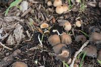 Coprinellus micaceus image