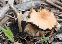 Coprinellus micaceus image