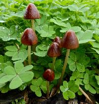 Psathyrella atrospora image