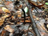 Trichoglossum hirsutum image