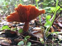 Lactarius rubidus image