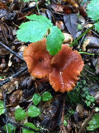 Lactarius rufus image