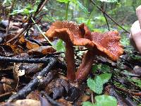 Lactarius rufus image