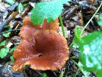 Lactarius rubidus image