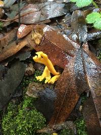 Clavulinopsis corniculata image