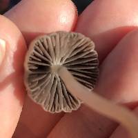 Psathyrella bipellis image