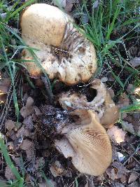 Clitocybe brunneocephala image