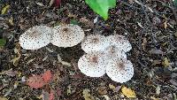 Chlorophyllum rhacodes image