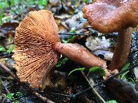 Lactarius rubidus image