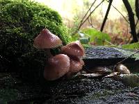 Mycena haematopus image