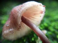 Mycena haematopus image