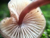 Mycena haematopus image