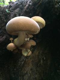 Agrocybe parasitica image