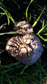 Agaricus bernardii image