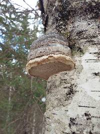 Fomes fomentarius image