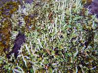 Cladonia coniocraea image