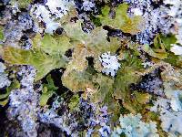 Lobaria pulmonaria image