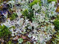 Cladonia chlorophaea image