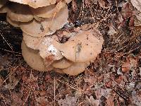 Pleurotus ostreatus image