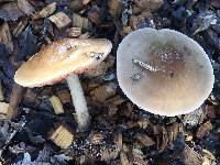 Pluteus cervinus image