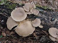 Pleurotus ostreatus image