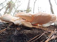 Pleurotus ostreatus image