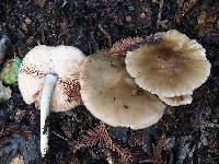 Pluteus cervinus image