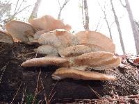 Pleurotus ostreatus image