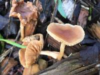 Tubaria furfuracea image