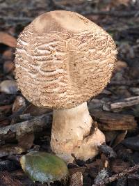 Chlorophyllum rhacodes image