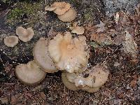 Pleurotus ostreatus image