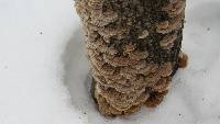 Trametes versicolor image
