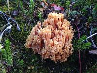 Ramaria formosa image