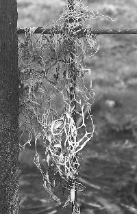 Ramalina menziesii image