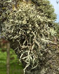 Ramalina leptocarpha image