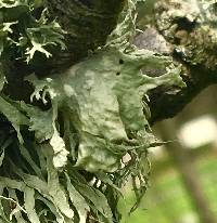 Ramalina canariensis image