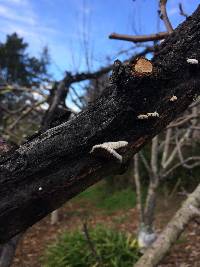 Schizophyllum commune image