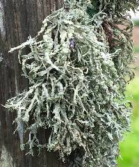 Ramalina farinacea image